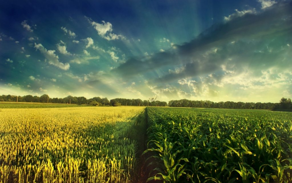 Examining Global Corn Supply Disruption Amid the Russia-Ukraine War