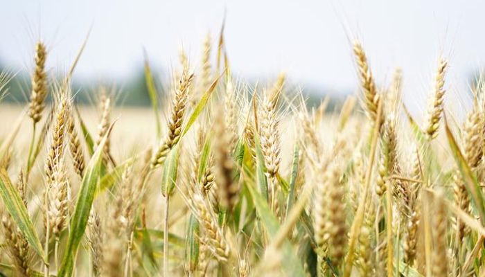 wheat (1)