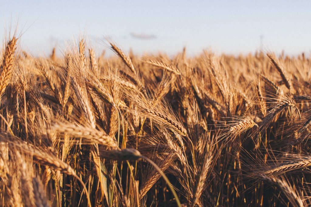 Wheat field header image