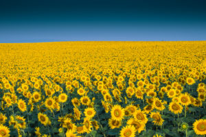 Sunflowers at field in morning