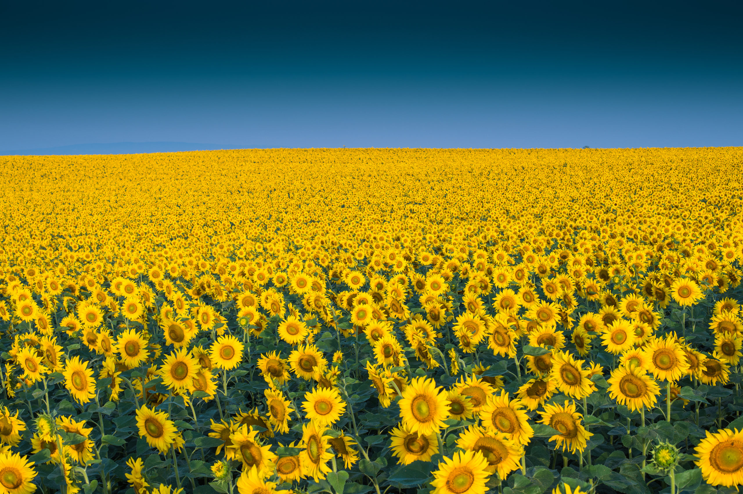 Global Crop Reports Identify Sunflower Production Progress And Identify 